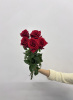 Роза Фридом 70см
